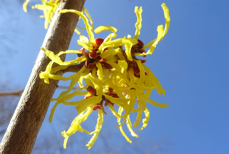 Hamamelis sp.